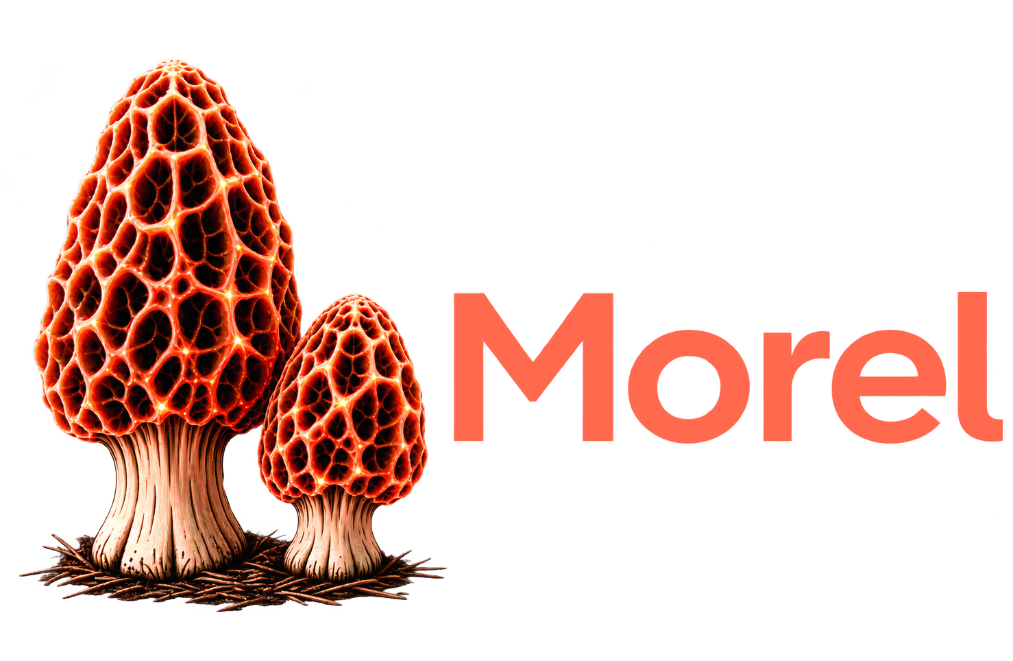 Morel